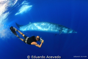 Bryde Whlale in the blue ocean and one of my best friends... by Eduardo Acevedo 